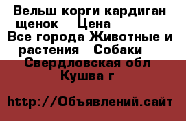 Вельш корги кардиган щенок  › Цена ­ 35 000 - Все города Животные и растения » Собаки   . Свердловская обл.,Кушва г.